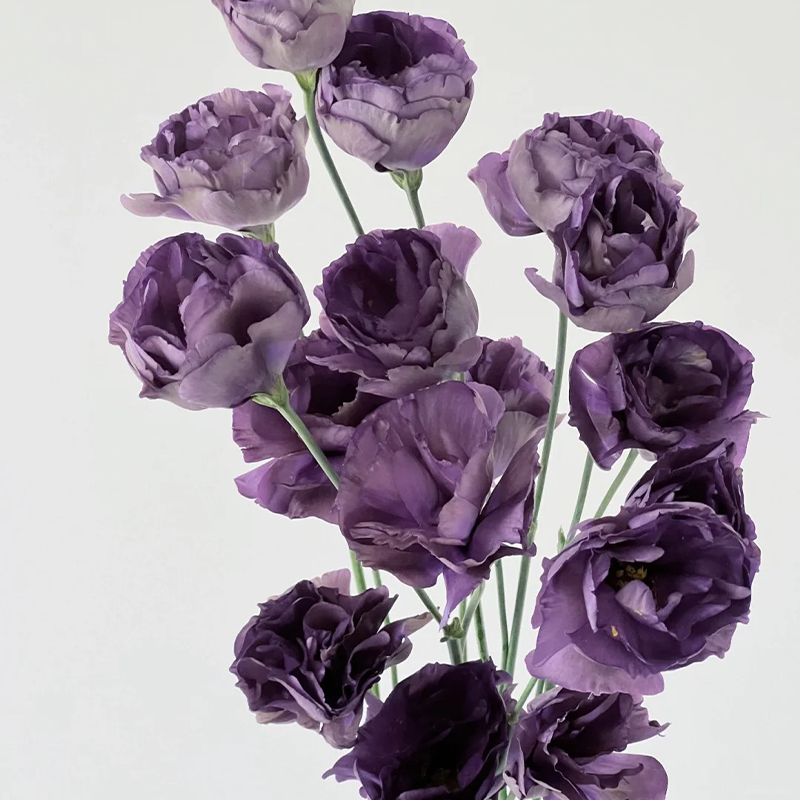 ❤️‍🔥Hot sale! 🌈Eternal Love : Lisianthus seeds🌷