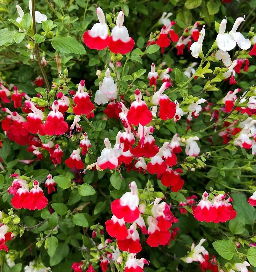 Cherry Lips Salvia "Hot Lips"