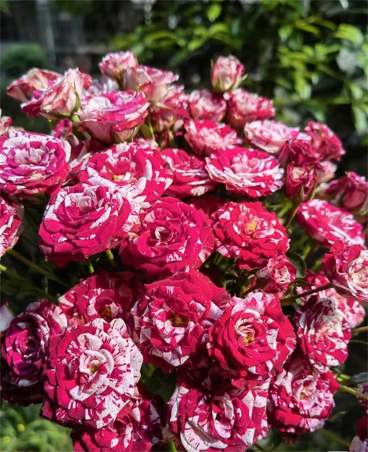 Rare Twin Rose - Love Bubble Rose