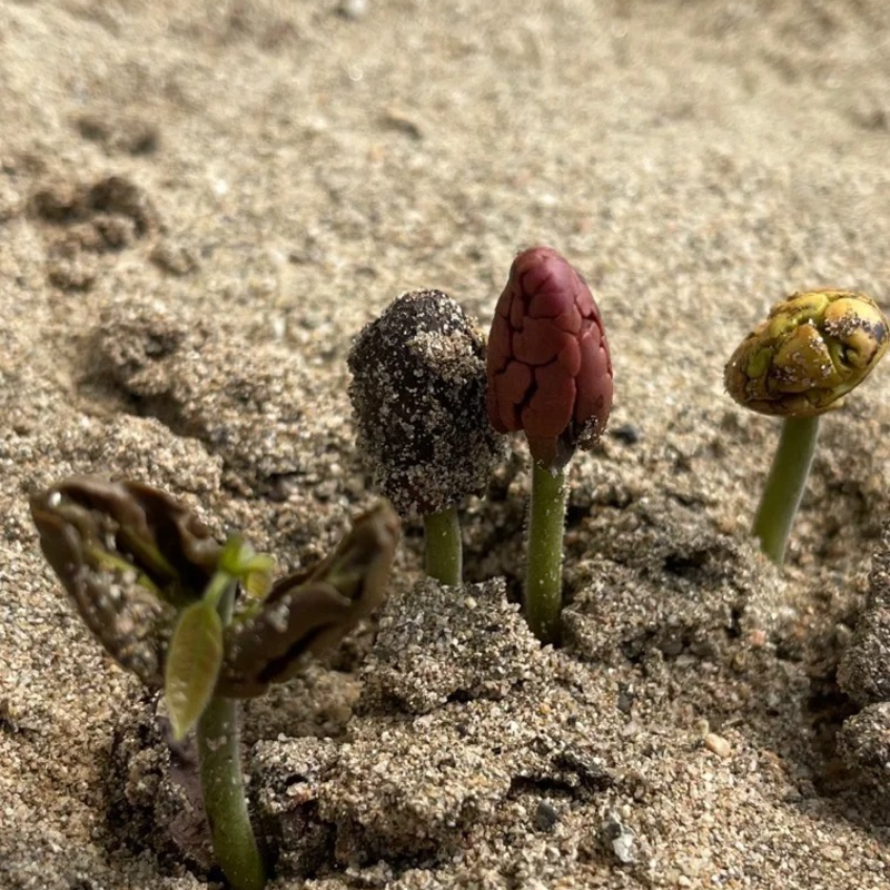 🌱Cocoa fruit seeds - Antioxidant and promote cardiovascular and cerebrovascular health