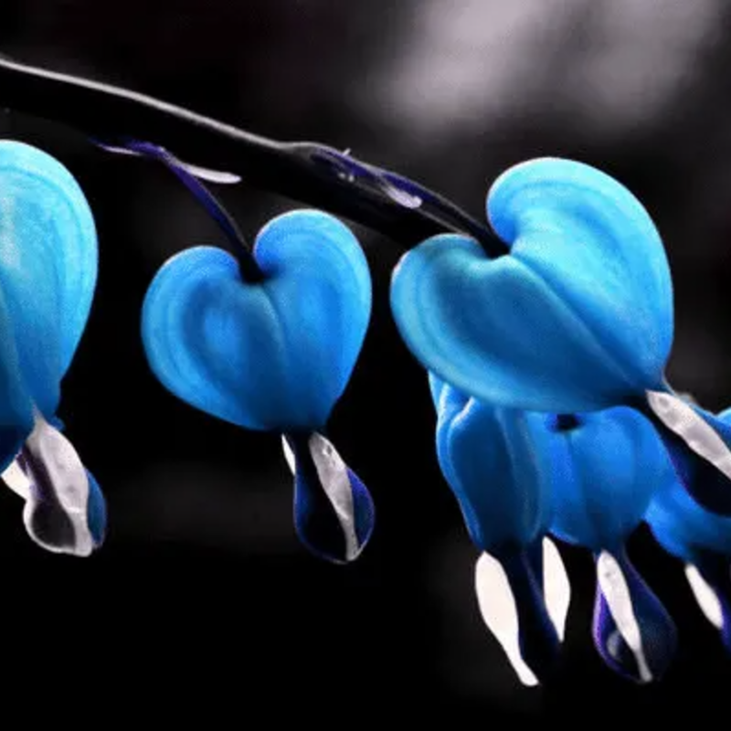 ❤️ Bleeding Heart-Lotus Peony Seeds: Timeless Beauty for Your Garden 🌸