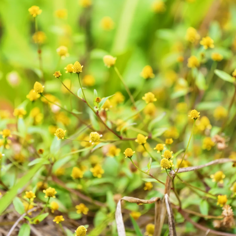 Grow Nature’s Multitasker 🌿💊🌟 – Acmella Oleracea Seeds🌱 Easy to Cultivate, Edible, Medicinal