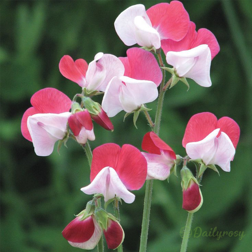 💐Multi Color Sweet Pea Flower Seeds