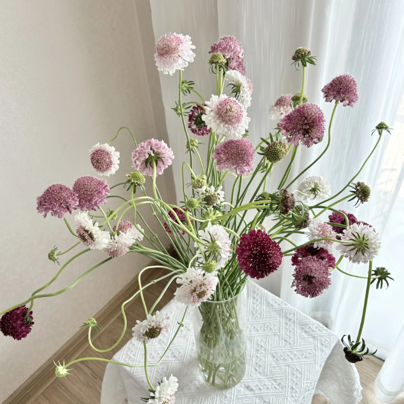 Cottage Garden Magic Begins with a Seed 🌷 | Plant Scabiosa Today