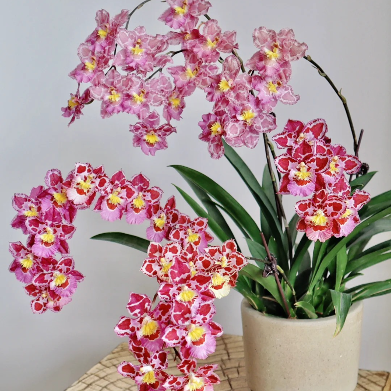 🌼 Easy-Grow Oncidium Orchids – Elegant Indoor Blooms 🏡