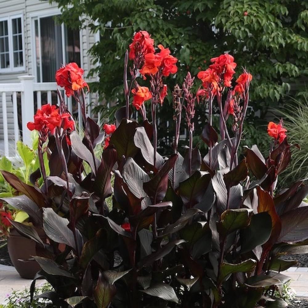🌺 Canna Lily-Bold Beauty. Tropical Vibes. Effortless Elegance.