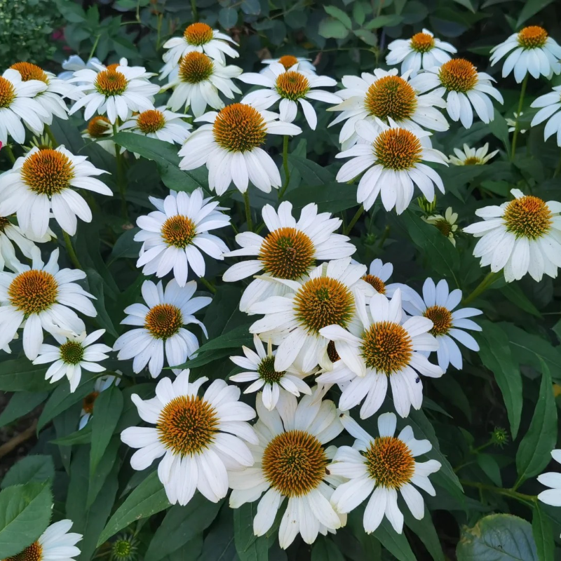 🌱Pinecone Chrysanthemum Seeds - Attract Butterflies🦋 Deer-Resistant, Low Maintenance, Blooms All Summer