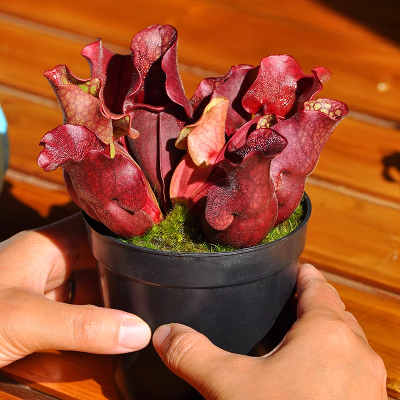 🌱 Pitcher Plant Seeds – Easy, Elegant & Bug-Free Gardening 🐞🌼