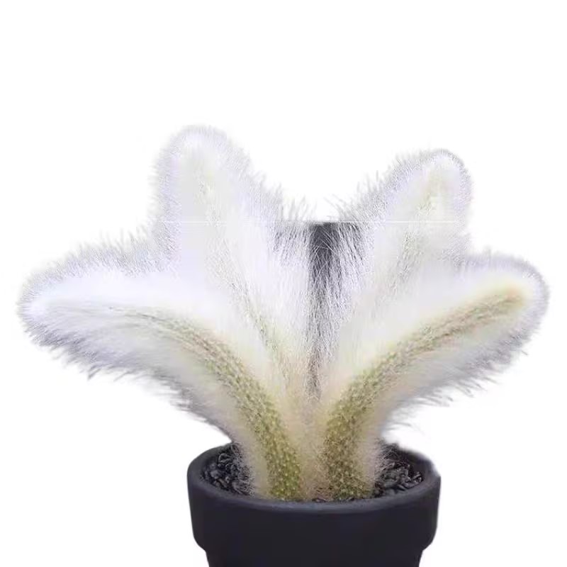 🦊Neunschwänzige Fuchs-Sukkulente🪴Topfpflanzen für den Innenbereich sind einfach zu züchten und zu blühen🌸