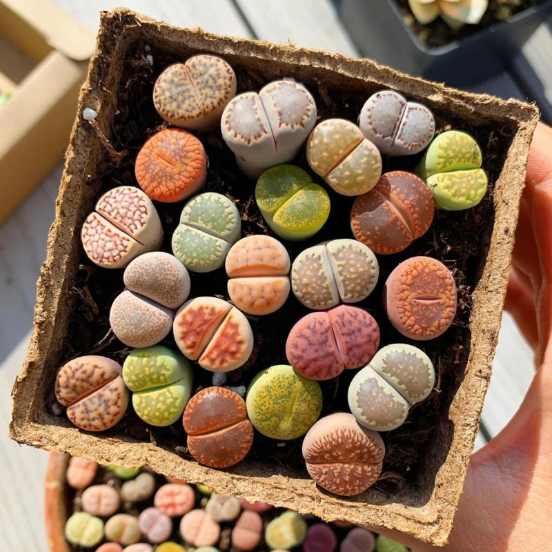 Lithops Succulent Seeds – Easy-to-Grow ‘Living Stones’ for Stress-Free Gardening 🌱