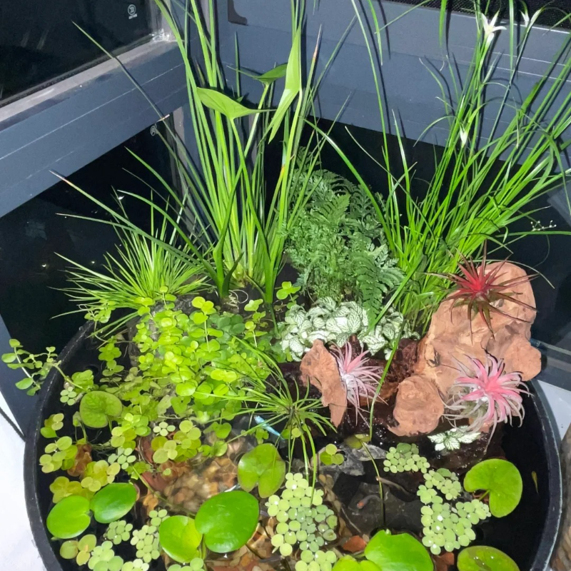 🍀 Round Leaf Duckweed Seeds – Grows Fast 🌱 | Cleans Water 💧 | Easy Natural Cover for Peaceful Ponds & Happy Fish  🐟🪷