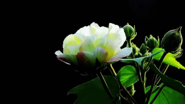 没有芙蓉，成都就少一番风韵