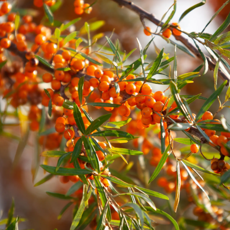 🌿 Boost Immunity & Grow Naturally – Organic Sea Buckthorn Seeds for Vibrant Health & Sustainable Gardens!