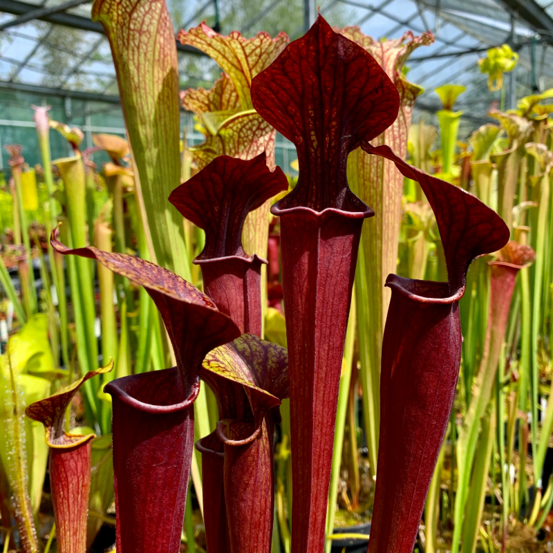 🌱 Pitcher Plant Seeds – Easy, Elegant & Bug-Free Gardening 🐞🌼