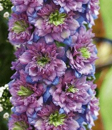 Gartenregenbogen: Mehrfarbige, doppeltblühende Schwalbenwurz