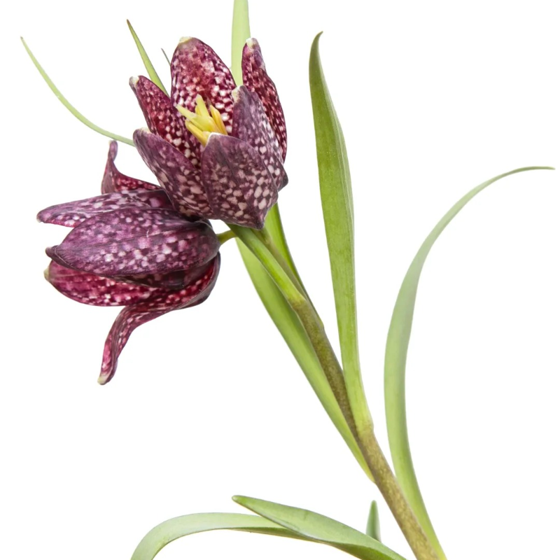 🌸 Fritillaria Flower Seeds – Easy Perennials with a Touch of Vintage Grace 🪴