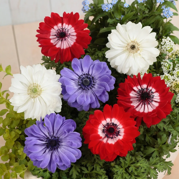 🌸 Double Anemone Seeds — Add Resilient Elegance to Your Garden!