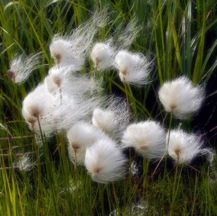 🐑White-haired Cotton Grass🐑-Elegant Wetland Beauty for Eco-Friendly Landscaping