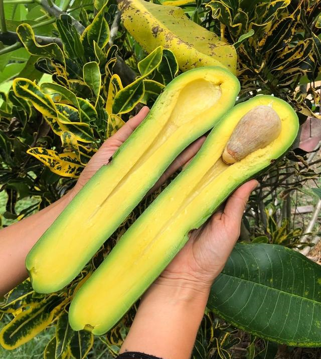 🥑🌱Twice the Deliciousness：✨Long-neck Avocado Seeds🔥