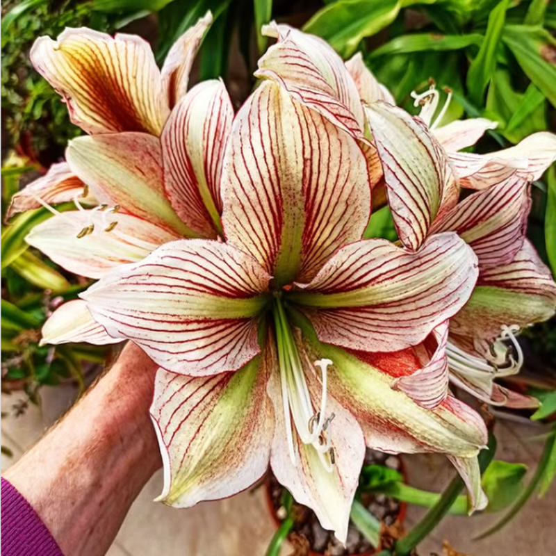 🌸 Timeless Beauty in Every Bloom – Hippeastrum Seeds: Easy to Grow, Perfect for Generations!