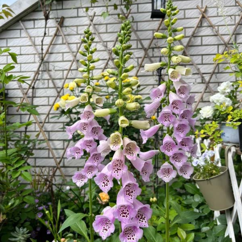 Relax & Garden 🌞 – Foxglove Seeds for Calm, Graceful Outdoor Spaces 🌷🪴