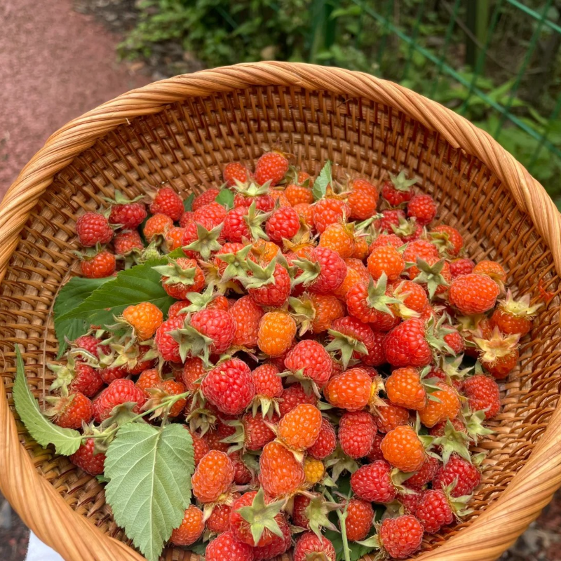 Organic Raspberry Seeds - Premium Quality for Bountiful Harvests❤️