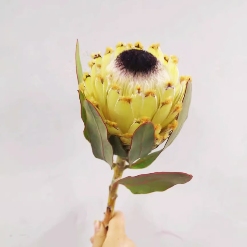 King Protea Flower Seeds 🌸 – Rare Blooms of Strength 💪, Beauty 🌺, and Grace 🌿