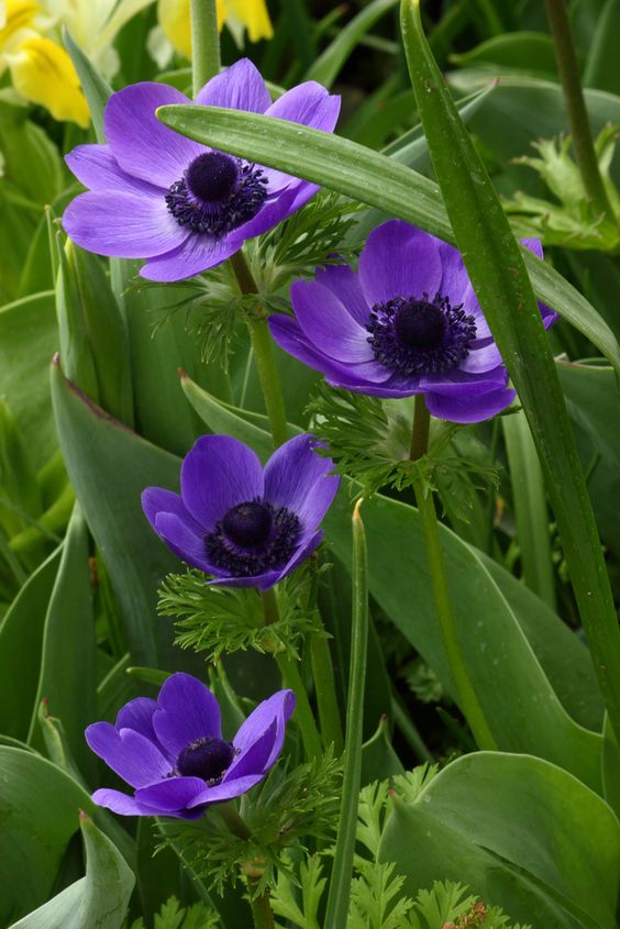 🌟 Embrace Elegance: Anemone, the Epitome of Grace for Your Garden Oasis! 🌸✨