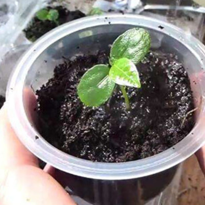 Organic Passion Fruit Seeds 🌿🍹 – Easy to Grow, Nutrient-Rich Tropical Flavor for Health & Home