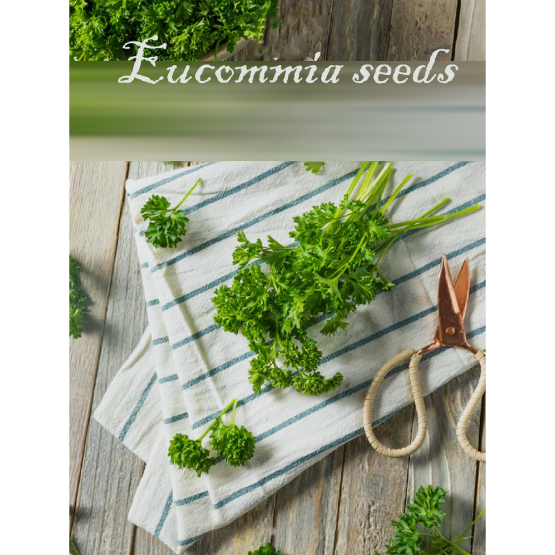 🌿Eucommia seeds-Low maintenance, multi-purpose, high nutrition