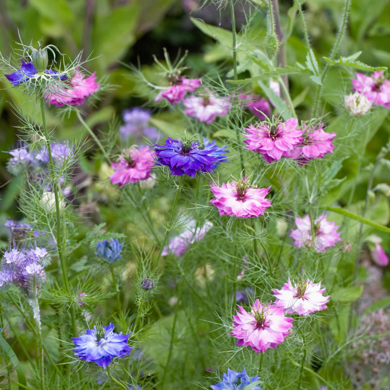 🌿 Nigella Flower Seeds – Love-in-a-Mist | Elegant Heirloom Blooms for Your Garden 🌸