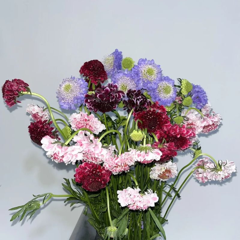 Cottage Garden Magic Begins with a Seed 🌷 | Plant Scabiosa Today