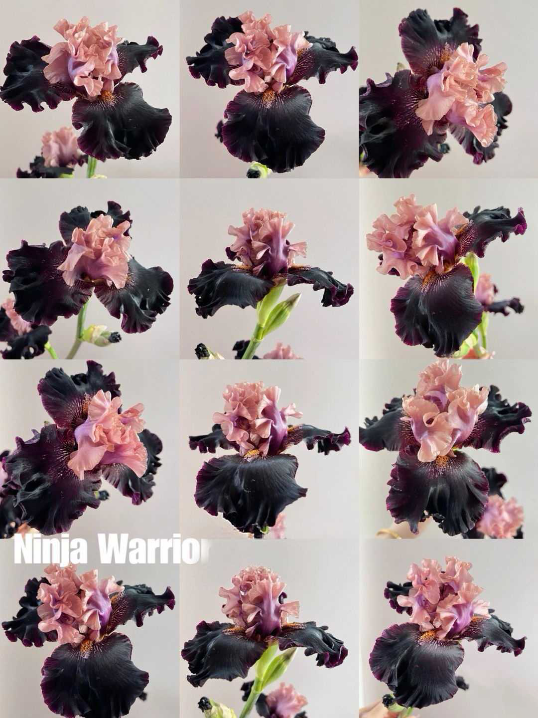 Mehrere Sorten von Iriszwiebeln🌱🌱Mehrjährige Iris