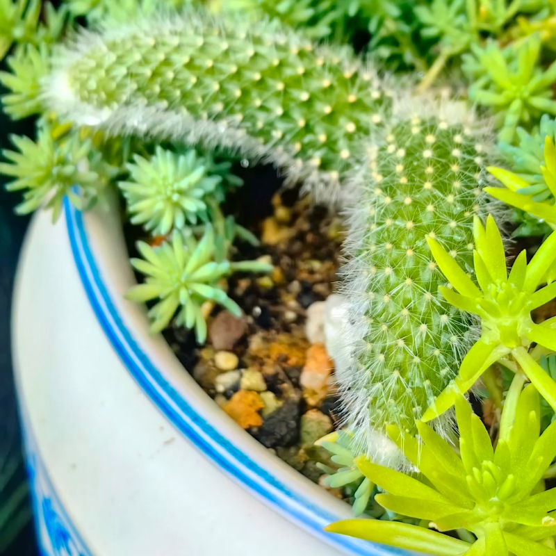 🦊 Nine-Tailed Fox Plant Seeds – 🌿 Relaxing, Low-Care Beauty for Garden Lovers 🧤🪴