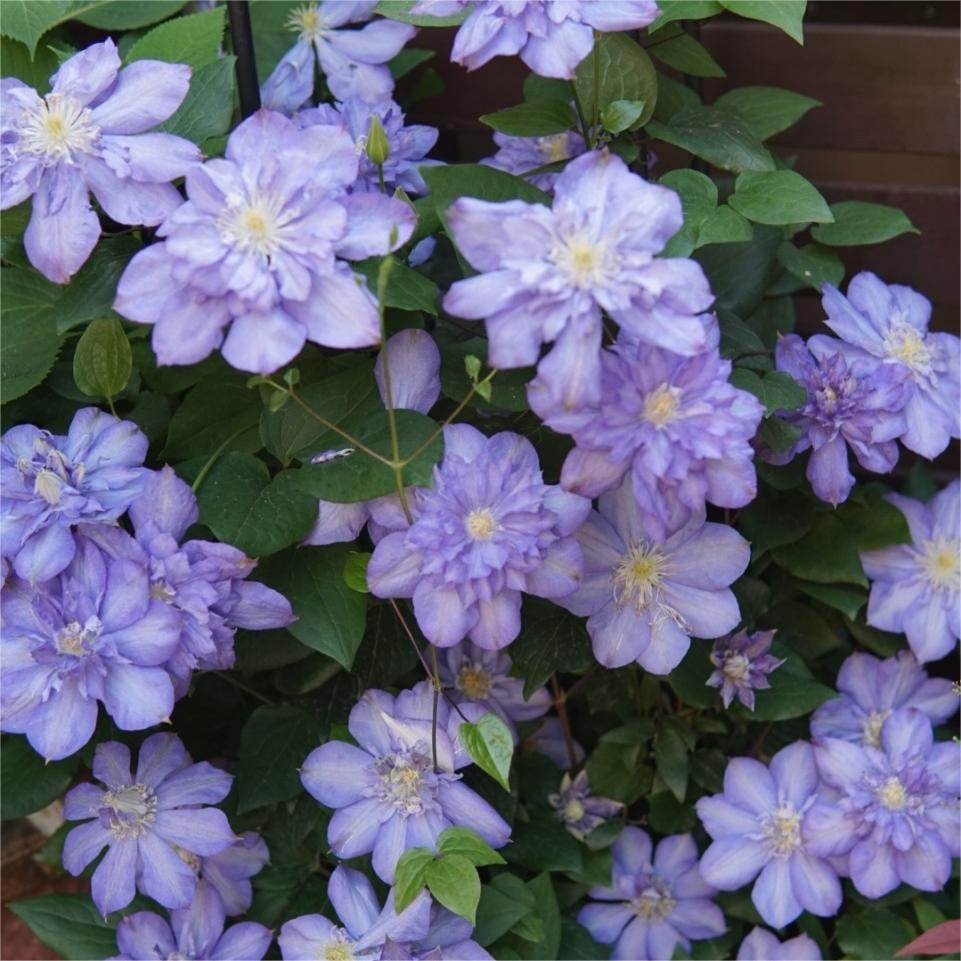 Climbing Clematis Seeds