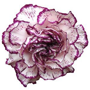 🌼💙 Dive into Bliss: Blue Carnation Delights for Your Garden Oasis! 💫🌱