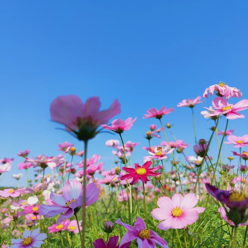 🌸 Heirloom Candy Stripe Cosmos – Bring Back the Joy of Cottage Gardens 🏡🌼