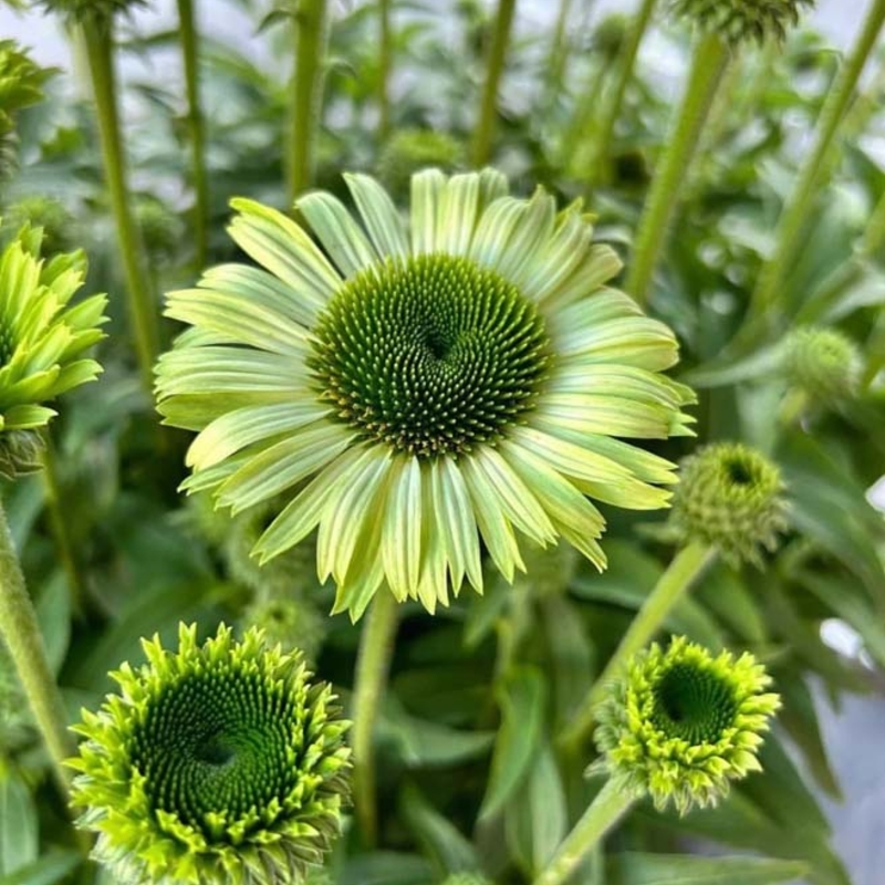 🌱Pinecone Chrysanthemum Seeds - Attract Butterflies🦋 Deer-Resistant, Low Maintenance, Blooms All Summer