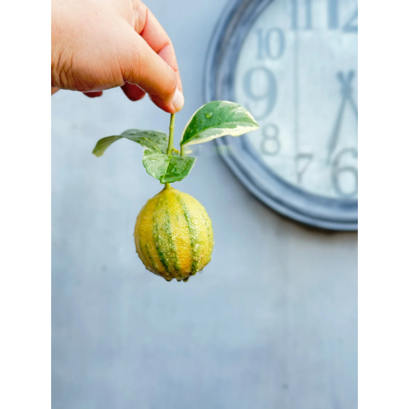 🍋Zebra Lemon Seeds –Easy to sprout, grow, and taste🌿  