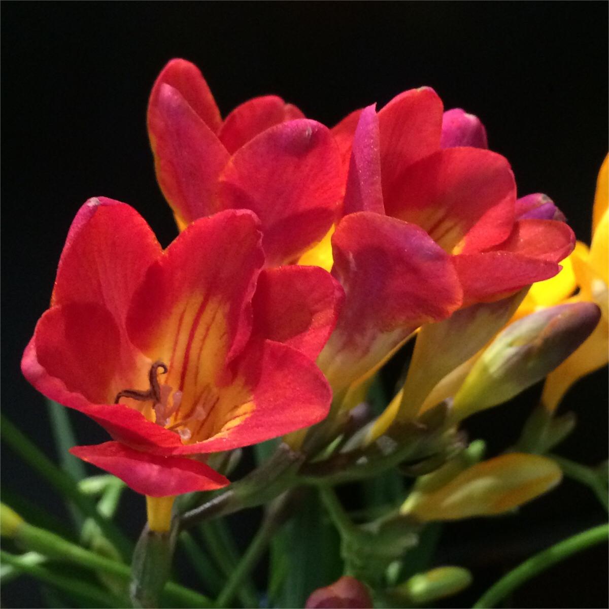 Vanilla Planifolia Bulb