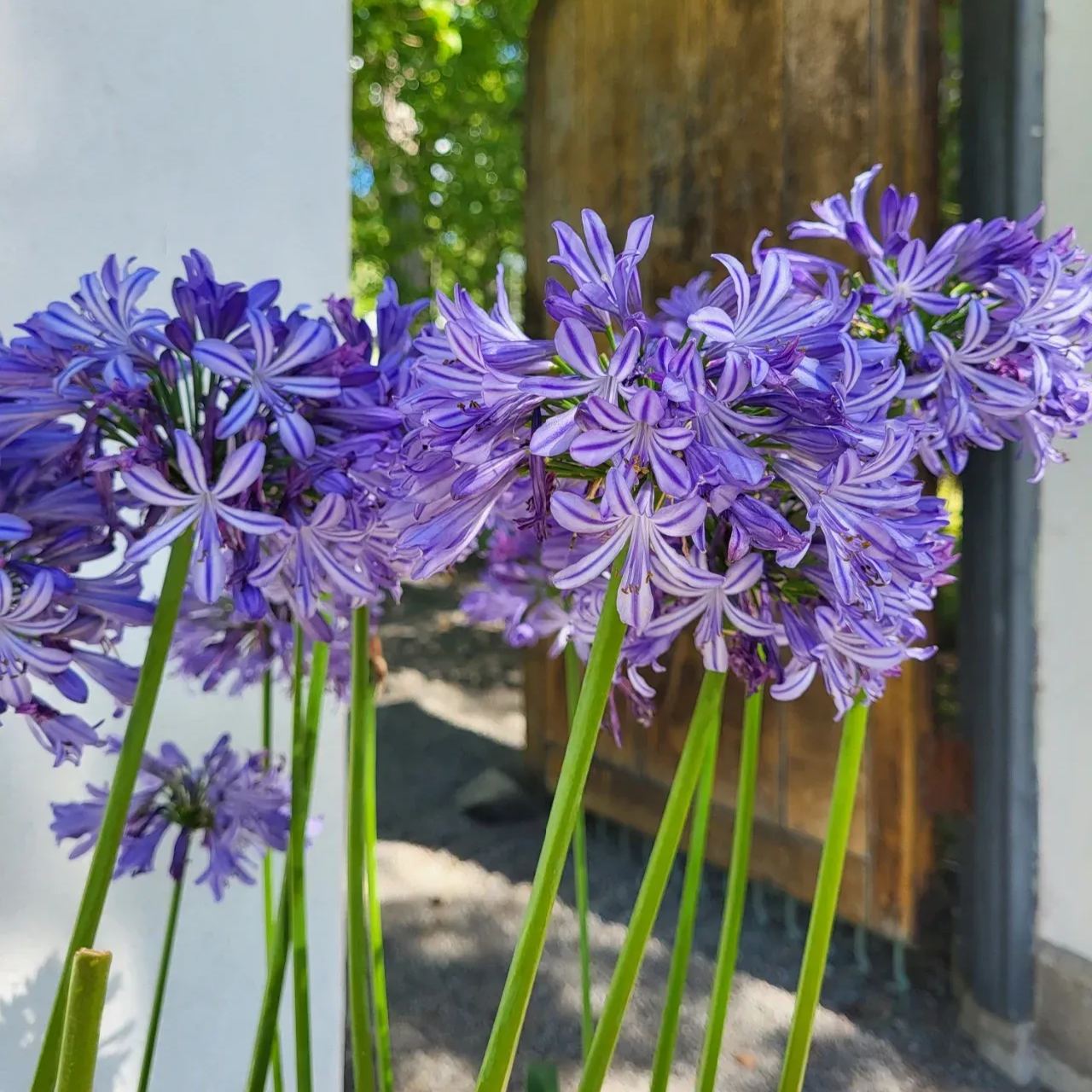 Agapanthus africanus 'Black Buddhist'
