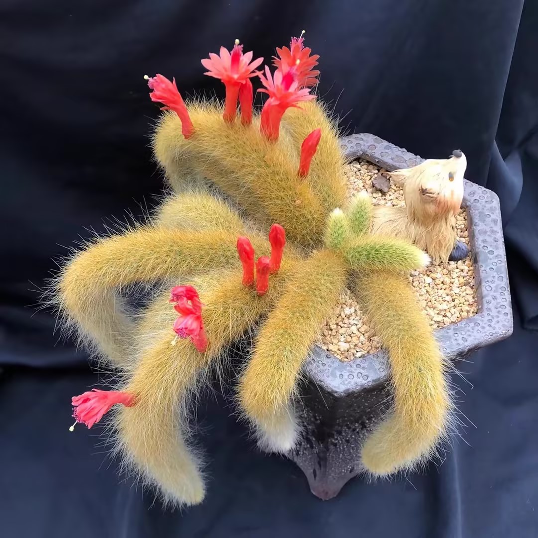 🦊Neunschwänzige Fuchs-Sukkulente🪴Topfpflanzen für den Innenbereich sind einfach zu züchten und zu blühen🌸