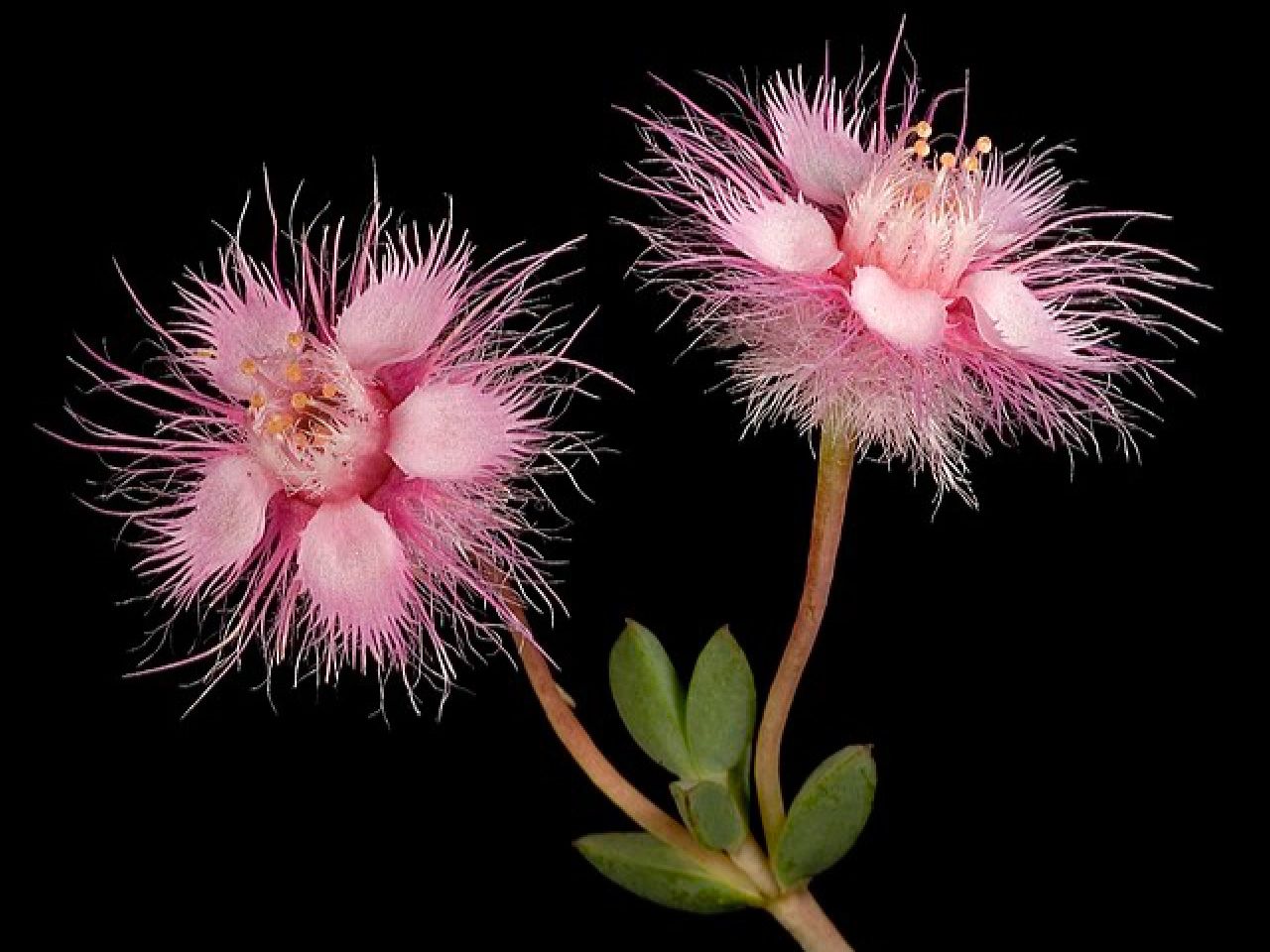 Verticordia Picta flowers-Feather Flower