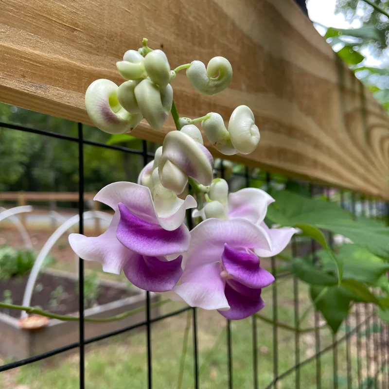 Serenity Snail Vine Seeds 🌸 – Night-Bloom Fragrance & Vintage Charm for Senior Balconies 🌿🌙