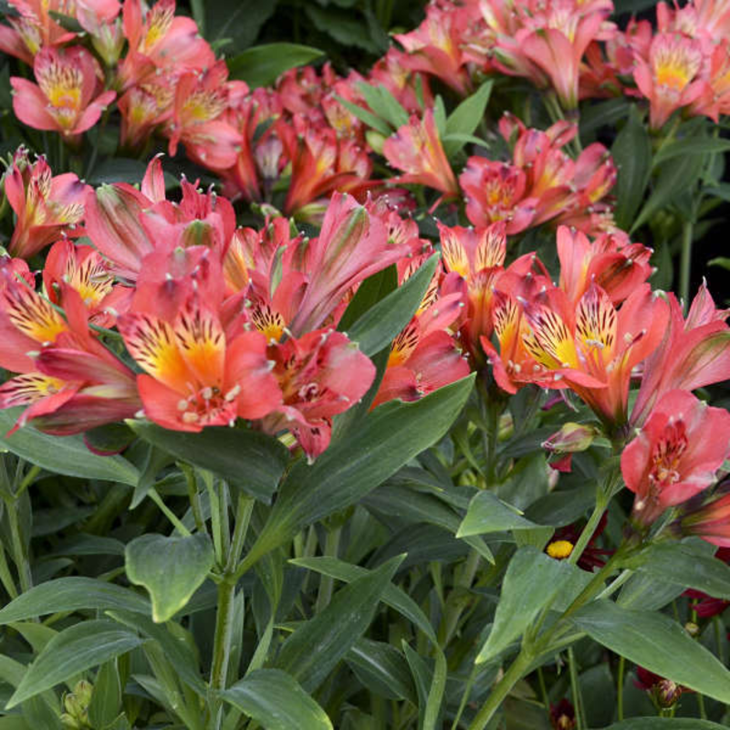 🌸 Alstroemeria Aurea Flower Seeds - 😍Easy to Grow 🌟 Perennial ❤️Deer-Resistant 