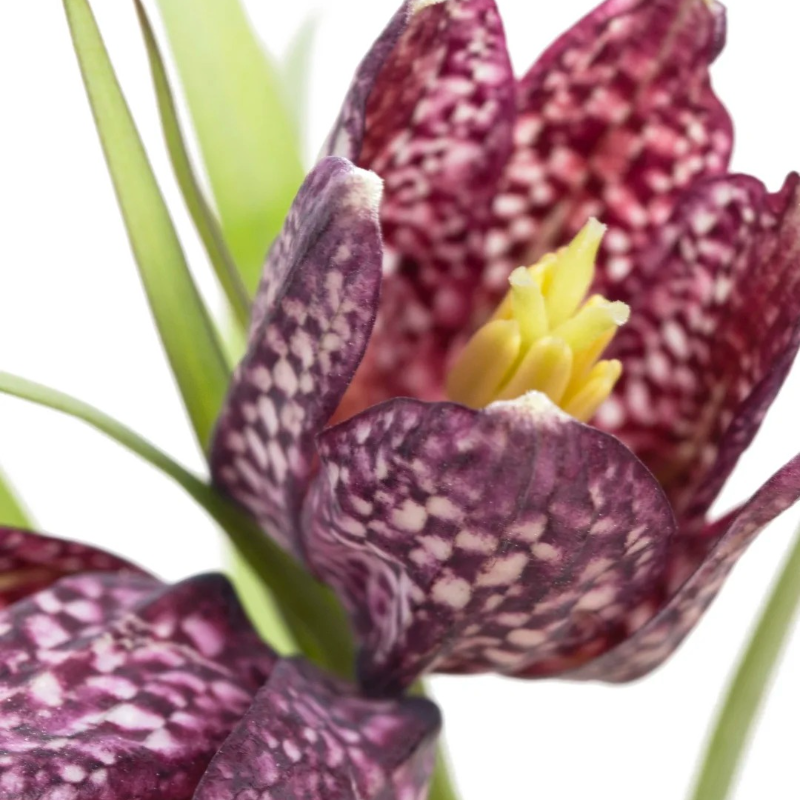 🌸 Fritillaria Flower Seeds – Easy Perennials with a Touch of Vintage Grace 🪴
