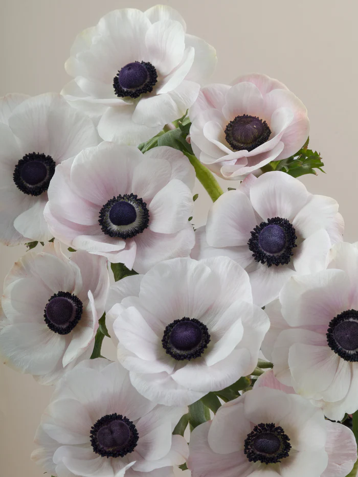 🌟 Embrace Elegance: Anemone, the Epitome of Grace for Your Garden Oasis! 🌸✨
