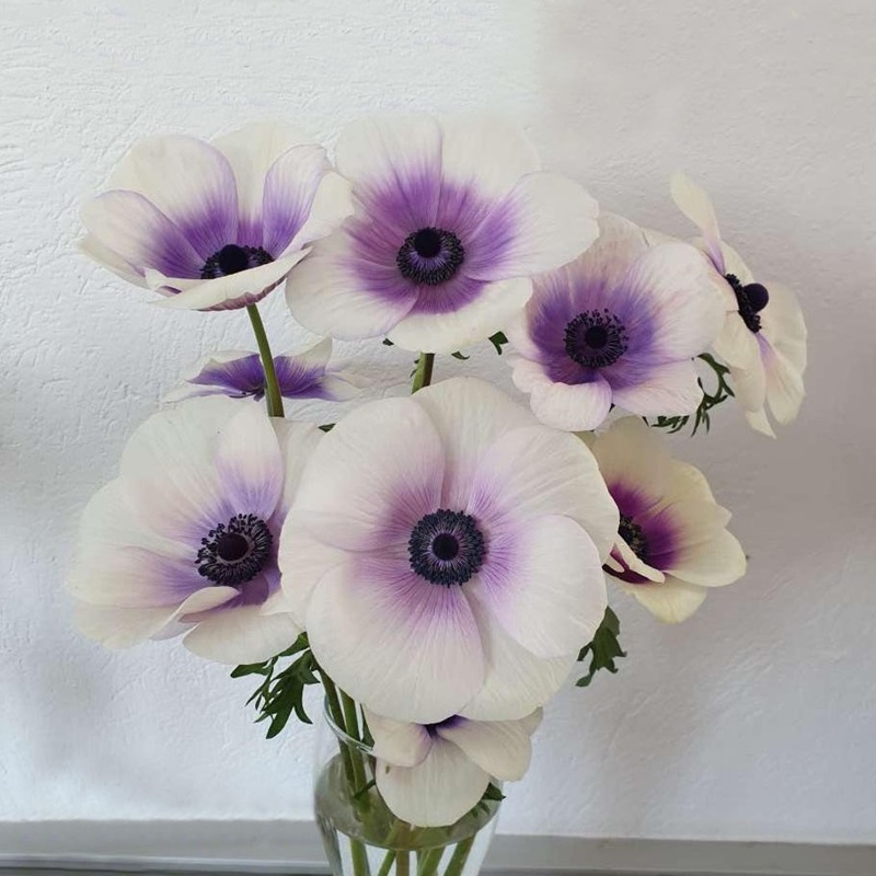 🌟 Embrace Elegance: Anemone, the Epitome of Grace for Your Garden Oasis! 🌸✨