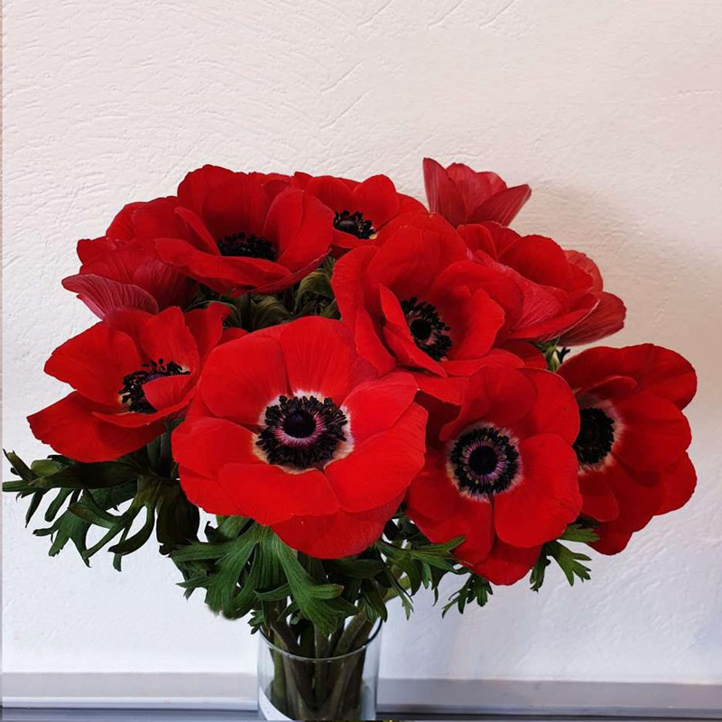 🌟 Embrace Elegance: Anemone, the Epitome of Grace for Your Garden Oasis! 🌸✨