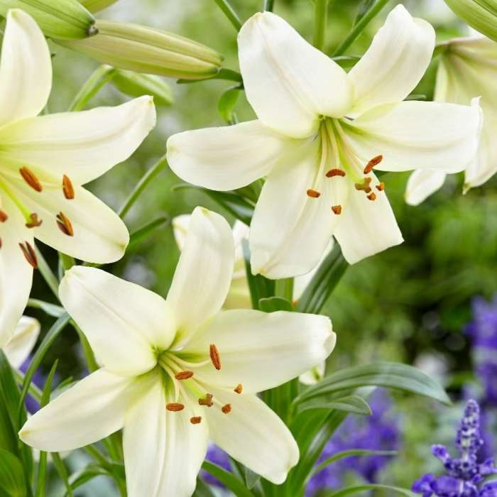 Lily Bulbs